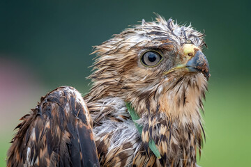 A close up of an injured Red-shouldered Hawk (Buteo lineatus) in need of rehabilitation. Raleigh, North Carolina.