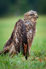 An injured Red-shouldered Hawk (Buteo lineatus) in need of rehabilitation. Raleigh, North Carolina