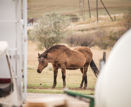 Old brown horse on farm with barbed wire fence, elderly horse, aging horse on ranch