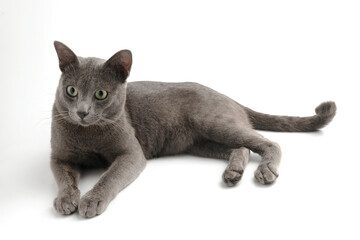 portrait gray cat isolated on white background