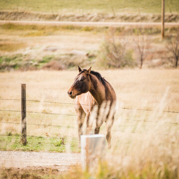 Brown horse looks over barbed wire fence