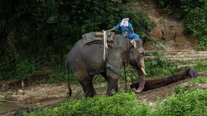 Asian Elephant pulling tree with chains, Asian elephants pulling logs with natural forest...