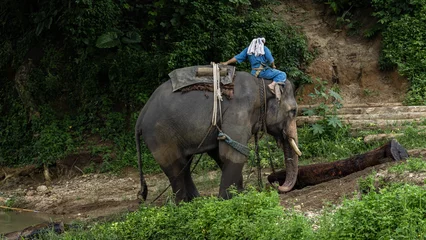 Poster Asian Elephant pulling tree with chains, Asian elephants pulling logs with natural forest background, Mahout ride elephant to pull the log. © Kalyakan