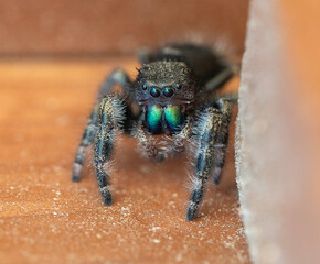 Hunting spider on the loose for lunch