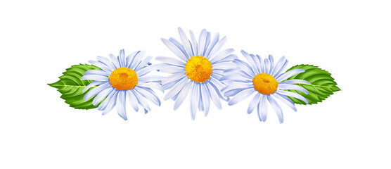 drawing flowers of daisy, marguerites with green leaves, floral composition isolated at white background , hand drawn botanical illustration