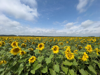 Fototapeta premium A field with sunflower. A big harvest. The concept of agriculture. High quality photo
