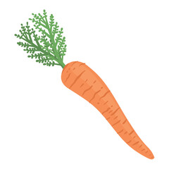 fresh carrot vegetable