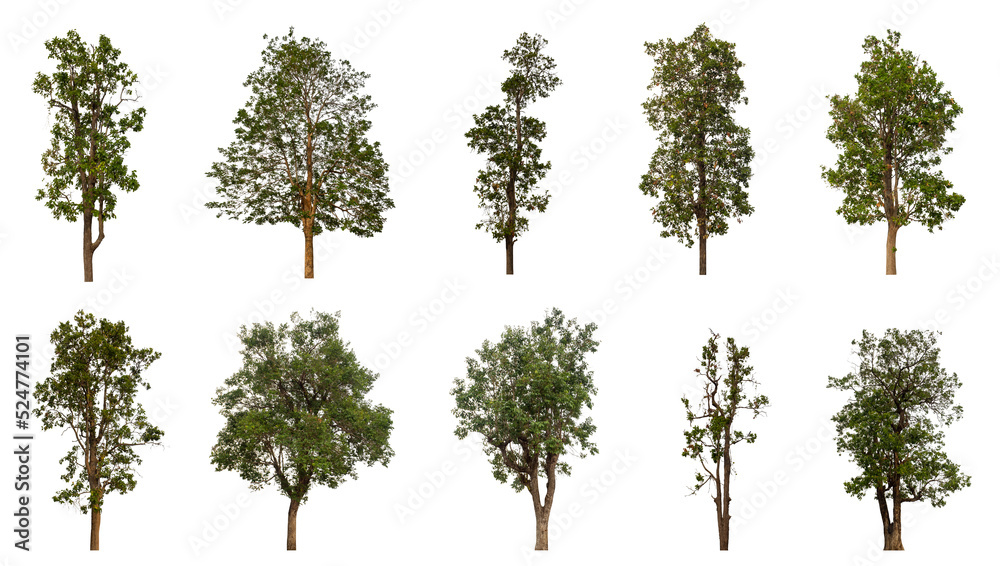 Aufkleber collection tree cut out from original background and replace with white background for easy to selection