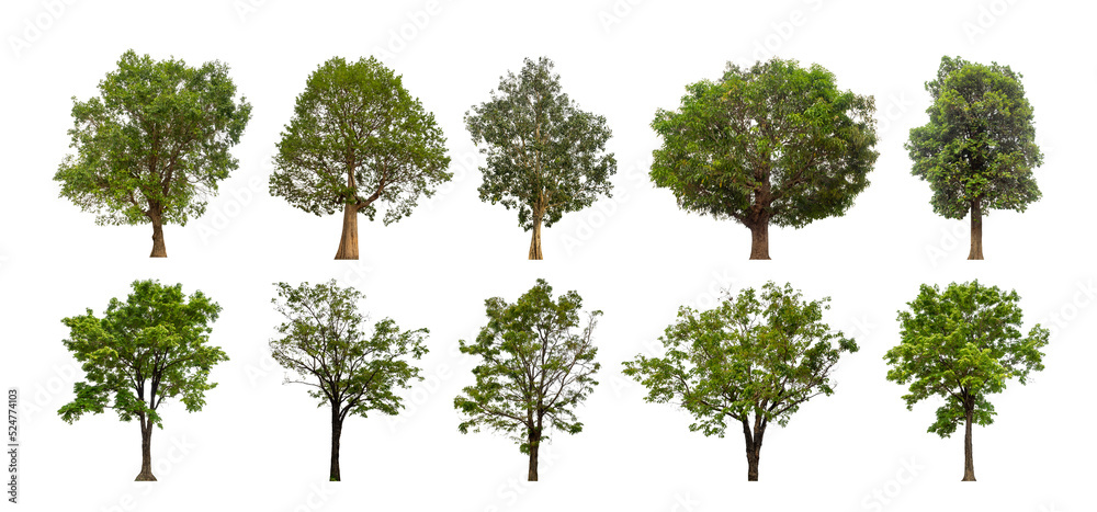 Aufkleber collection tree cut out from original background and replace with white background for easy to selection