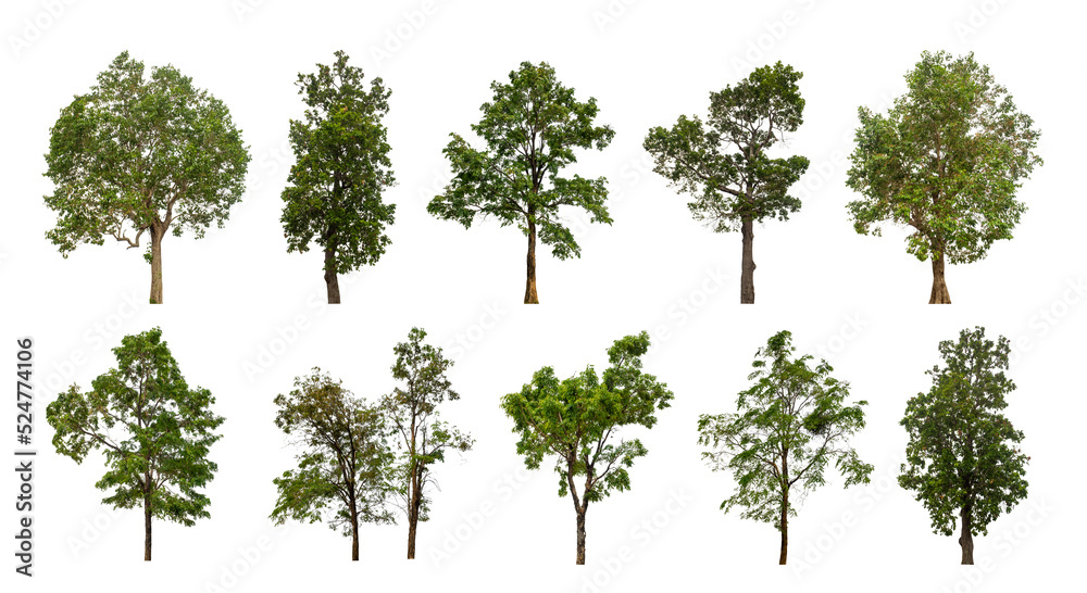 Wall mural collection tree cut out from original background and replace with white background for easy to selec