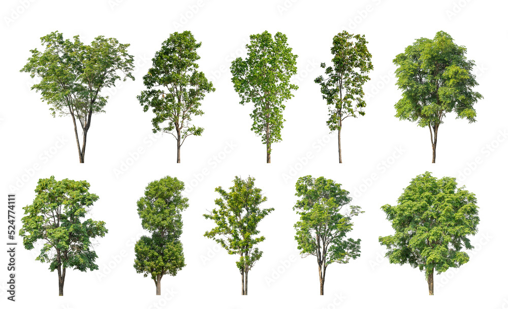 Wall mural collection tree cut out from original background and replace with white background for easy to selec