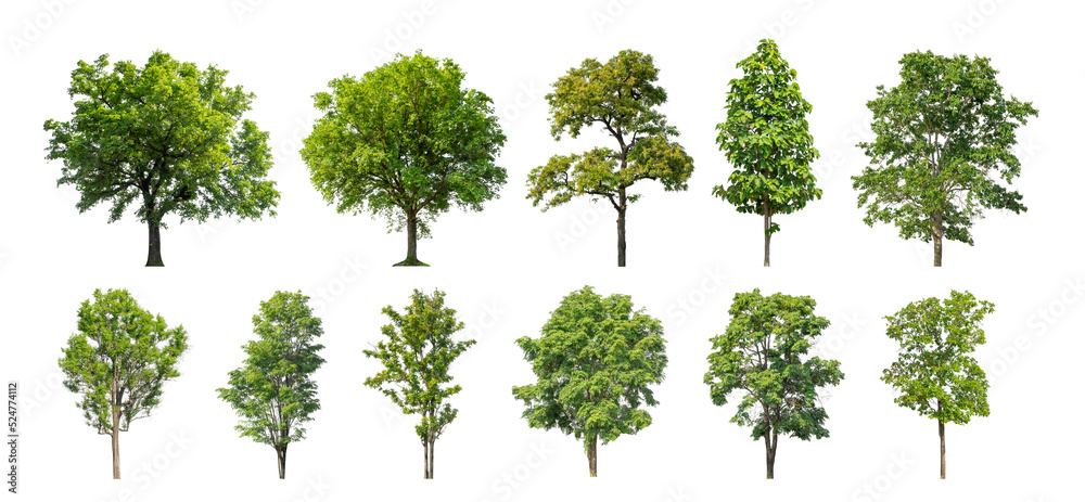 Wall mural collection tree cut out from original background and replace with white background for easy to selec