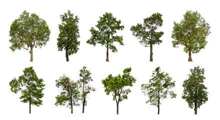 collection tree cut out from original background and replace with white background for easy to selection