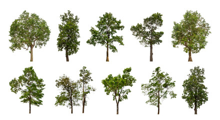 collection tree cut out from original background and replace with white background for easy to selection