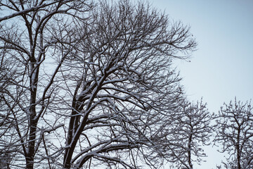 portrait of leafless tree during winter with snow on the branch