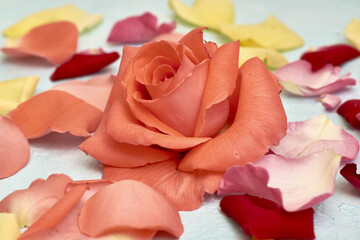 rosebuds and rose petals on a blue background backdrop