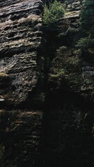 forest in the morning - Germany Forest