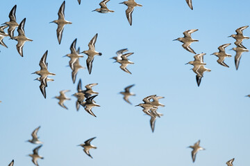 ハマシギの群飛