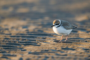シロチドリ雄 (Kentish plover)