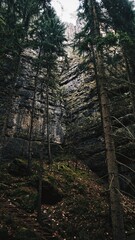 forest in the morning - Germany Forest