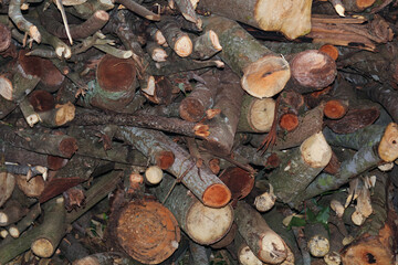 Freshly cut tree logs piled up
