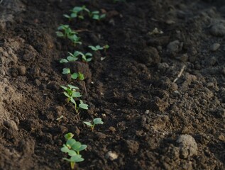 new radishes in the soil