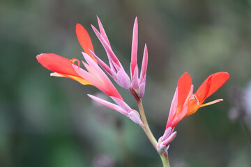 Fototapeta premium Beautiful Canna Indica Red flower with blur background. This plant is also known as Canna paniculata, belonging to the family Cannaceae. Canna tuerckheimii. 