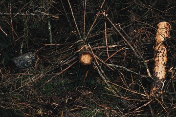 cones on a tree - Germany Forest