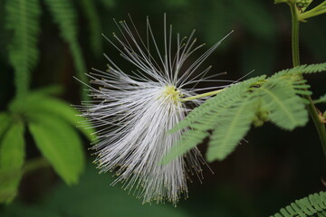 White Calliandra inaequilatera with green leaves on tree. Blurred nature background.

