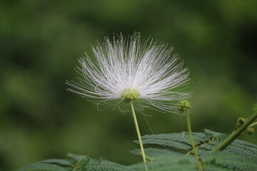 White Calliandra inaequilatera with green leaves on tree. Blurred nature background.

