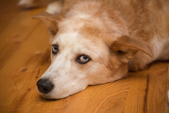 Old dog rests on wood floor