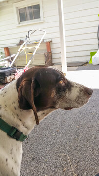 Dog watching view of home