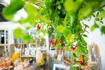 オシャレな生活