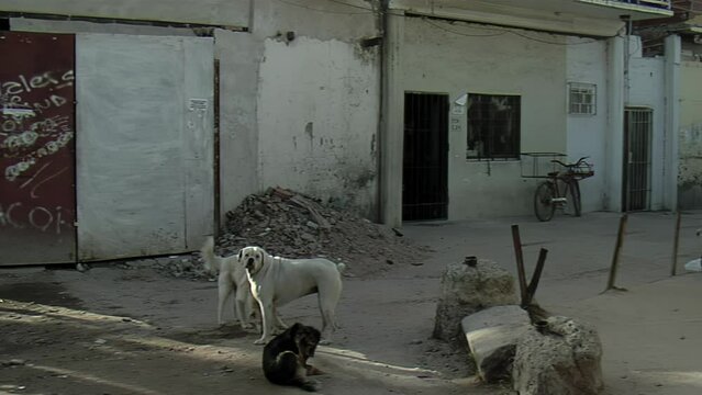 Pack of Dogs on the Street in a Shantytown of Buenos Aires, Argentina.  