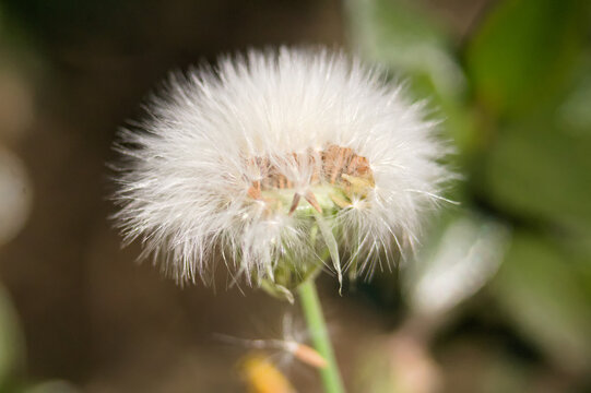 Flor de algodon