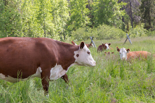 Cows in a field of grass