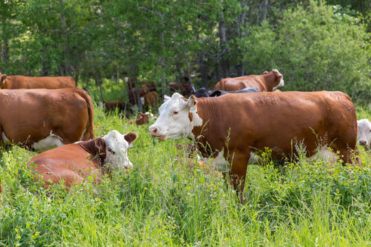 Cows grazing in green field