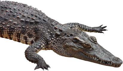 Fototapeta premium crocodile