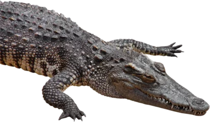 Foto op Plexiglas crocodile © nuruddean