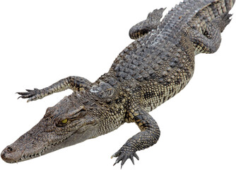 Naklejka premium crocodile