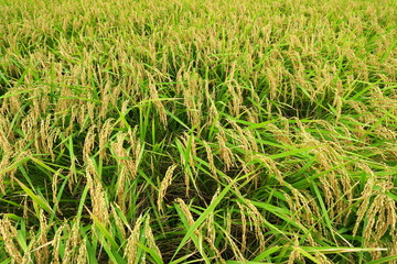 晩夏の雨上がりの実りの田圃風景