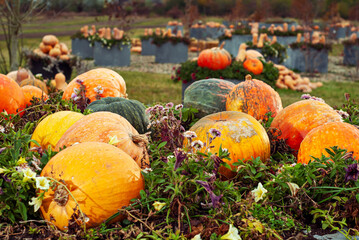 Yellow and orange pumpkins at the fair. Pumpkins in baskets and boxes. Many different pumpkins for sale. Concept of autumn, harvest and celebration.