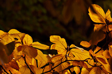 Leaves on a tree branch. Yellow, red and orange leaves glow in the sun. Autumn sunny day. Leaves on a black background. Copy space and free space for text near leaves.