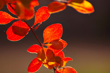 Orange and red leaves close-up. Close-up of barberry bushes. Autumn garden. Autumn sunlight.
