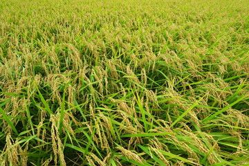 晩夏の雨上がりの実りの田圃風景