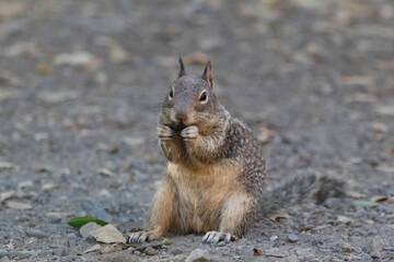 A squirrel eating a snack