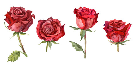Red watercolor roses set. Hand drawn botanical illustration