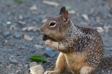 A squirrel eating a snack