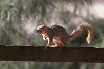 Naklejka na ściany i meble A squirrel posing on a fence somewhere in San Jose
