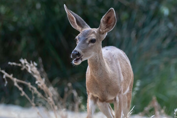 A female mule deer out in Album Rock Park